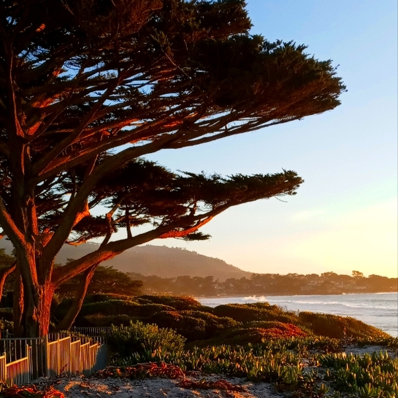 Esby Organic Cotton Cowl Neck Sweater - Picture 1 of 1